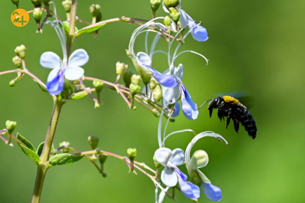 حیات وحش در یک نگاه