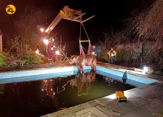 حیات وحش در یک نگاه