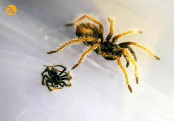 حیات وحش در یک نگاه