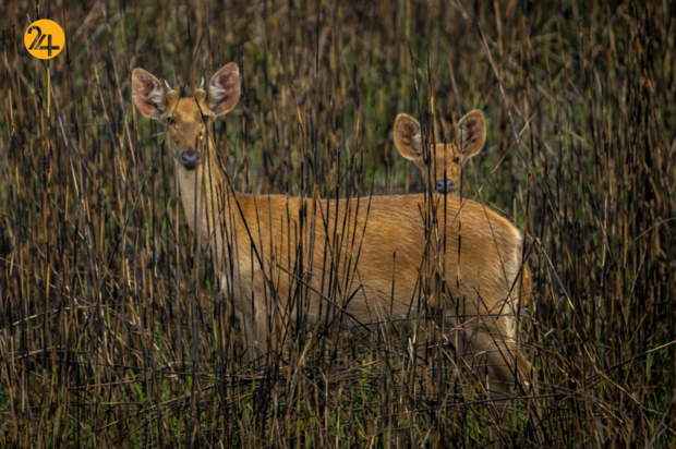 حیات وحش در یک نگاه