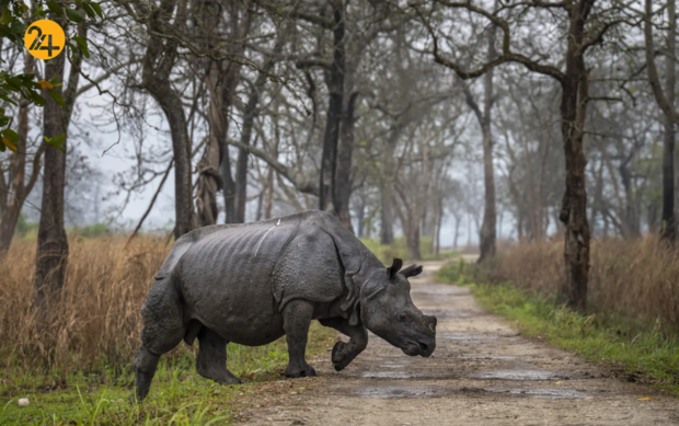 حیات وحش در یک نگاه