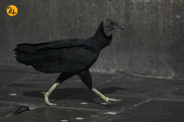 حیات وحش در یک نگاه