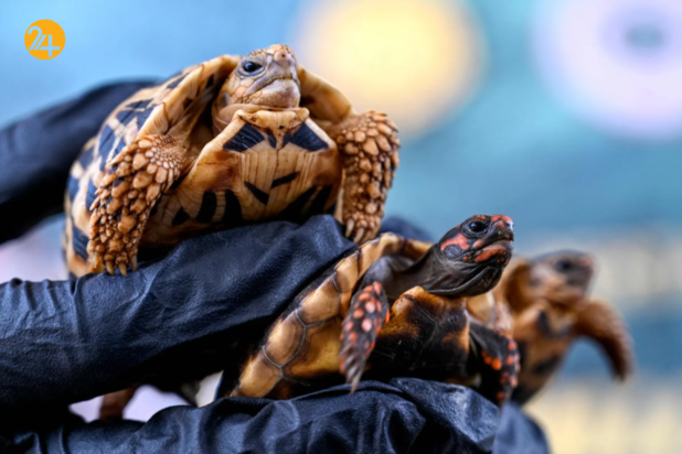 حیات وحش در یک نگاه