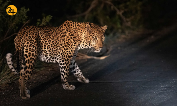 حیات وحش در یک نگاه