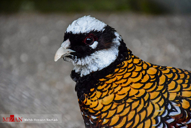 باغ پرندگان آستارا