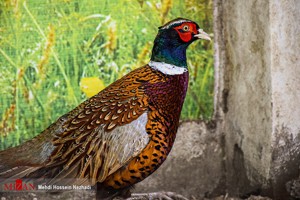 باغ پرندگان آستارا