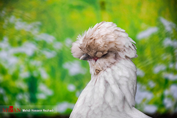 باغ پرندگان آستارا