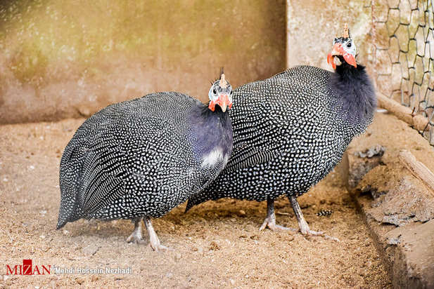 باغ پرندگان آستارا