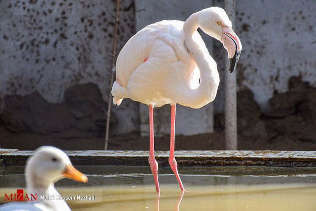 باغ پرندگان آستارا
