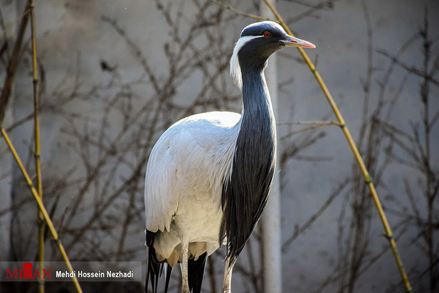 باغ پرندگان آستارا