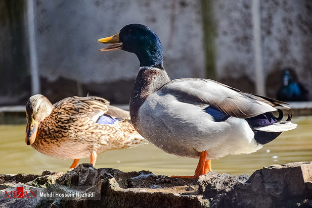 باغ پرندگان آستارا