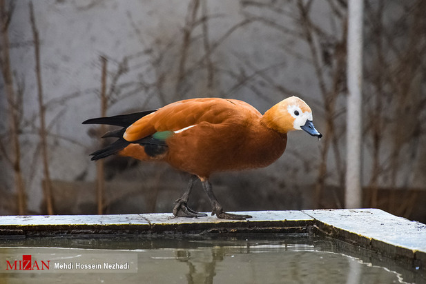 باغ پرندگان آستارا