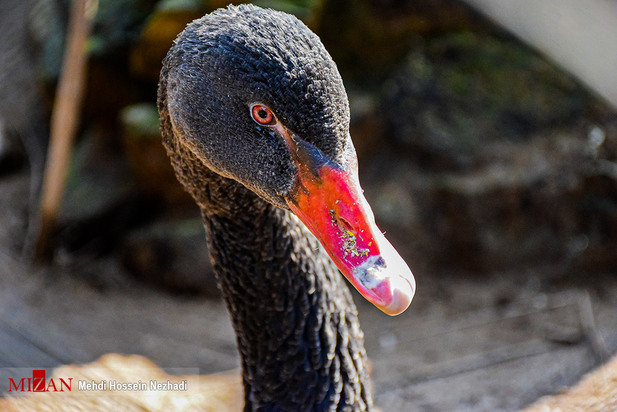 باغ پرندگان آستارا