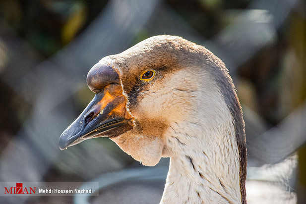 باغ پرندگان آستارا