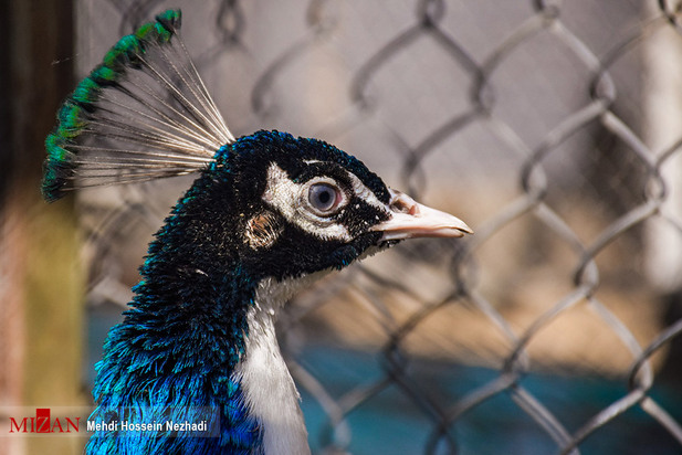 باغ پرندگان آستارا