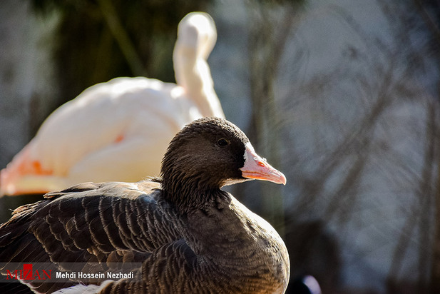 باغ پرندگان آستارا