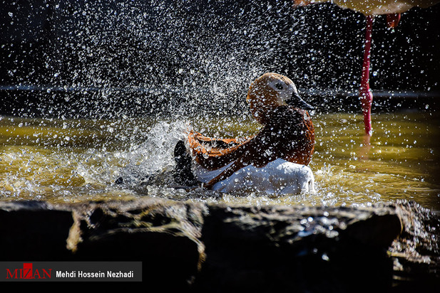 باغ پرندگان آستارا
