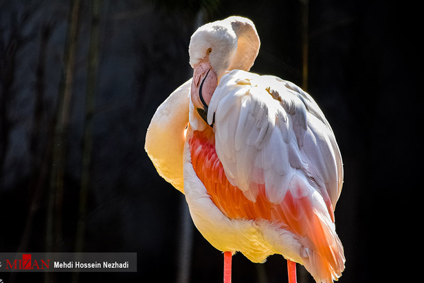 باغ پرندگان آستارا