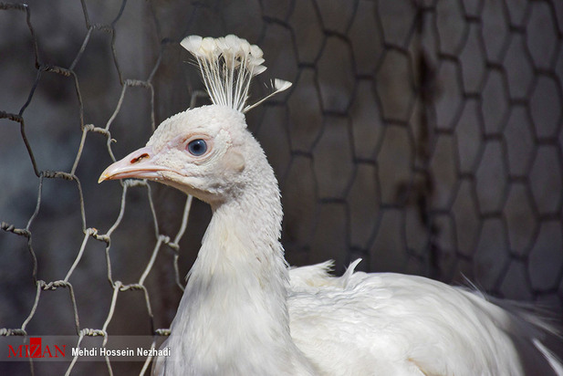 باغ پرندگان آستارا