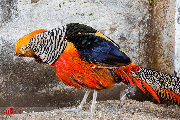 باغ پرندگان آستارا