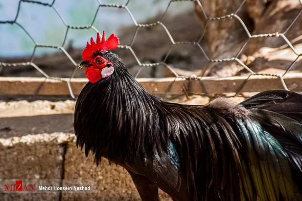 باغ پرندگان آستارا