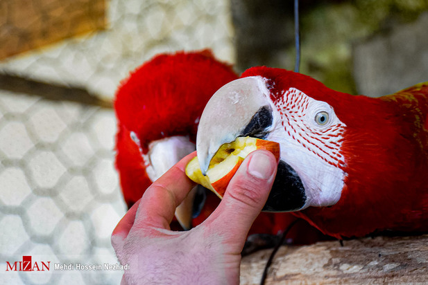 باغ پرندگان آستارا