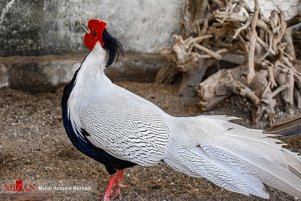 باغ پرندگان آستارا