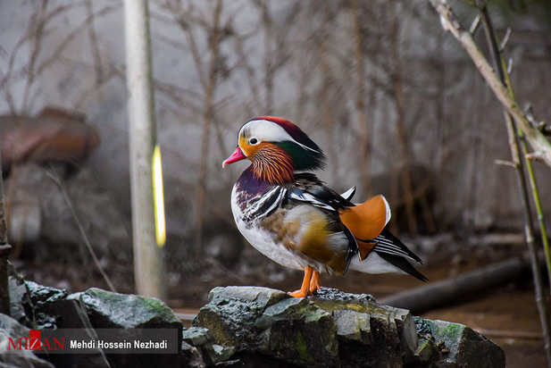 باغ پرندگان آستارا