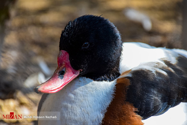 باغ پرندگان آستارا