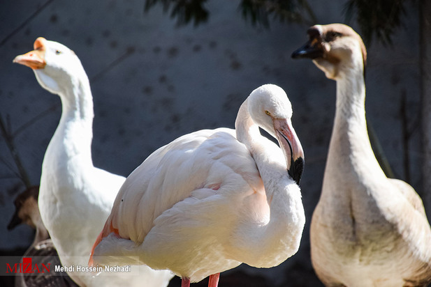 باغ پرندگان آستارا