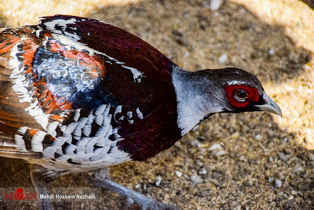 باغ پرندگان آستارا