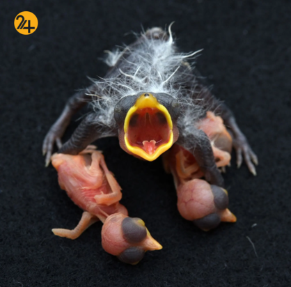 حیات وحش در هفته‌ای که گذشت