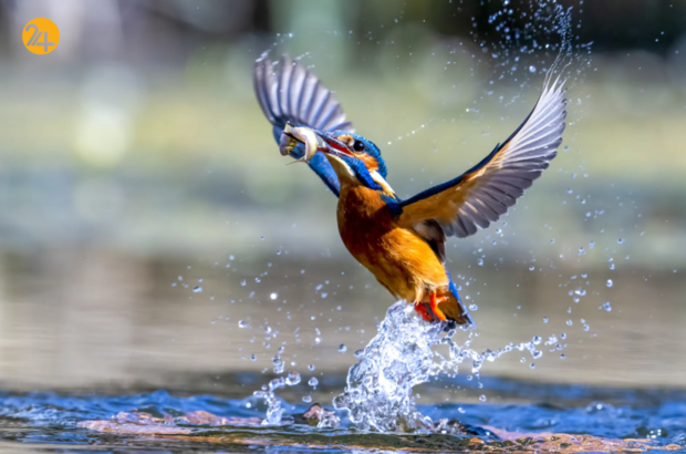 حیات وحش در هفته‌ای که گذشت