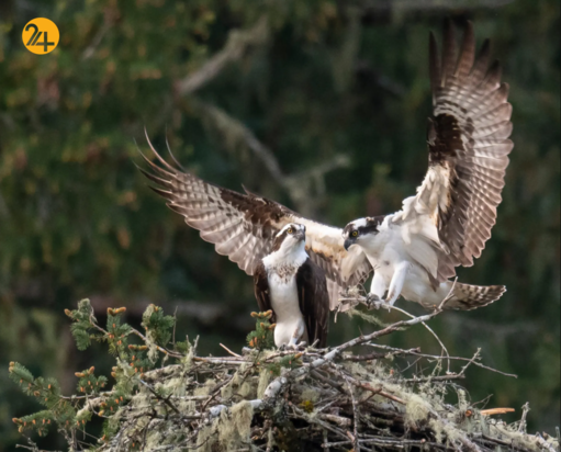 حیات وحش در هفته‌ای که گذشت