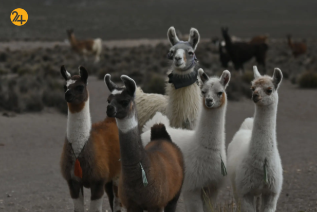 حیات وحش در هفته‌ای که گذشت