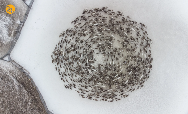 حیات وحش در هفته‌ای که گذشت