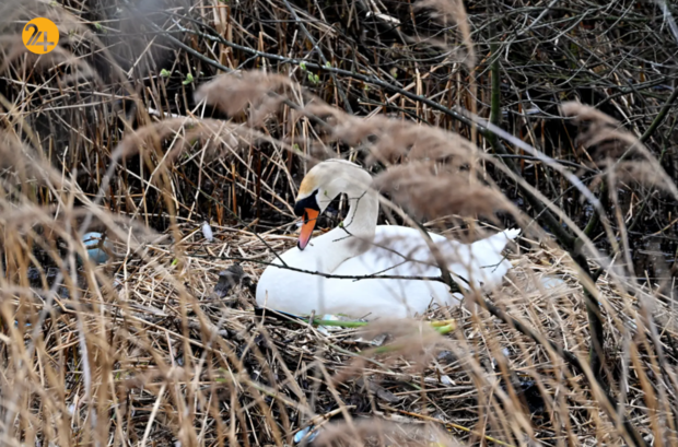 حیات وحش در هفته‌ای که گذشت