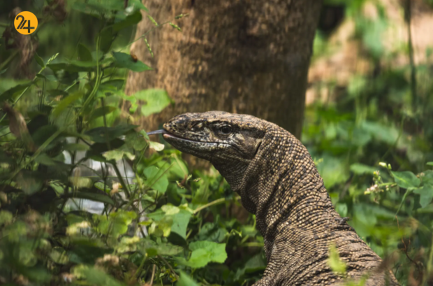 حیات وحش در هفته‌ای که گذشت