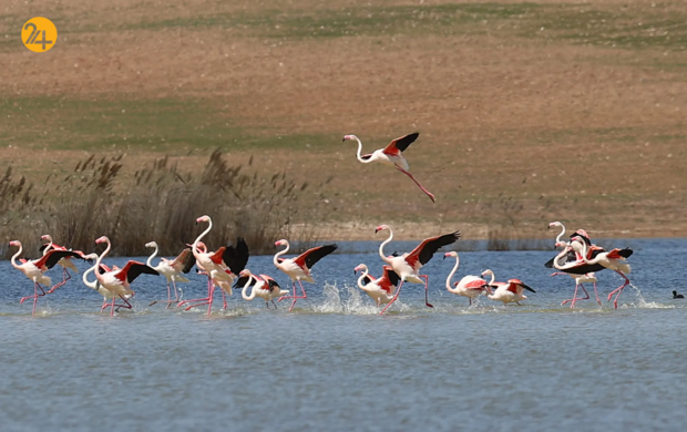 حیات وحش در هفته‌ای که گذشت