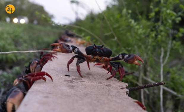 حیات وحش در هفته‌ای که گذشت