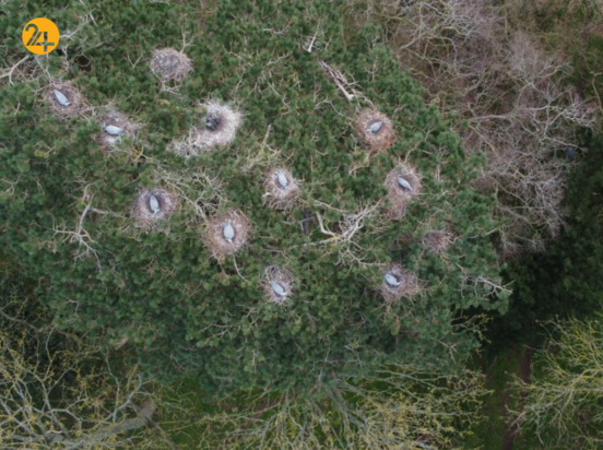 حیات وحش در هفته‌ای که گذشت