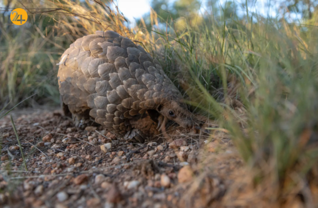 حیات وحش در هفته‌ای که گذشت