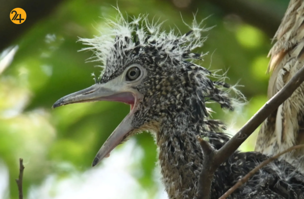 حیات وحش در هفته‌ای که گذشت