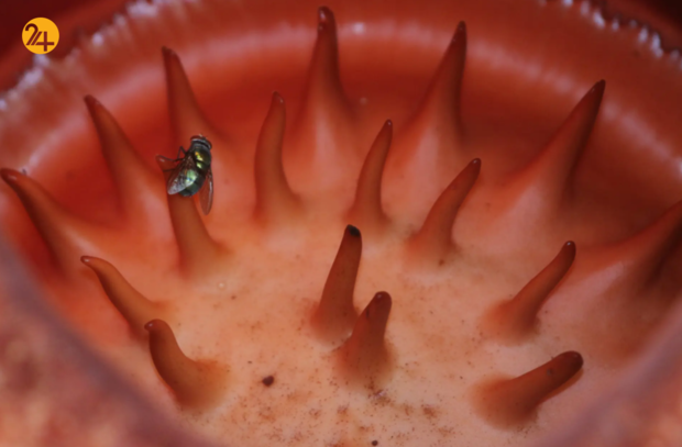 حیات وحش در هفته‌ای که گذشت