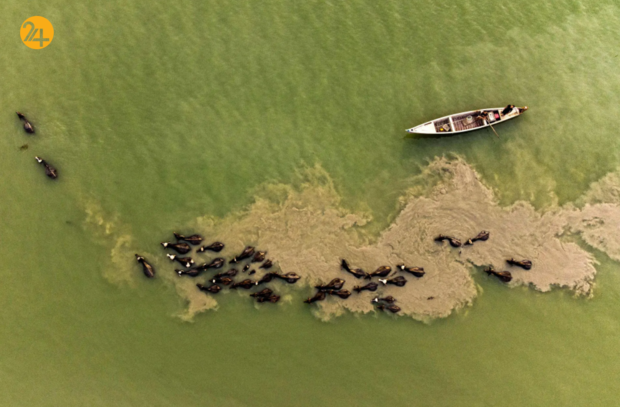 حیات وحش در هفته‌ای که گذشت