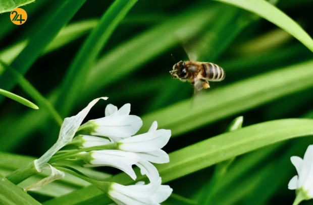 حیات وحش در هفته‌ای که گذشت