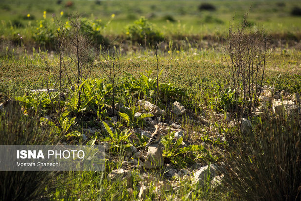 پتروشیمی میانکاله