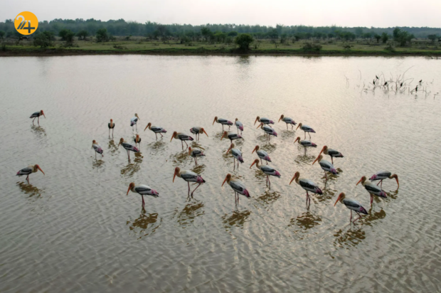 حیات وحش در هفته ای که گذشت