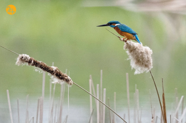 حیات وحش در هفته ای که گذشت
