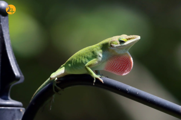 حیات وحش در هفته ای که گذشت